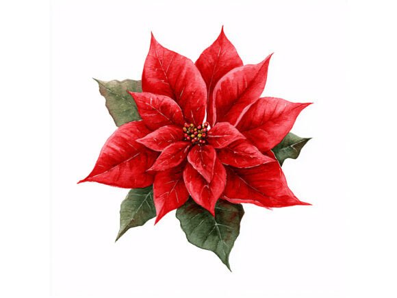 10 JPG Red Poinsettia Christmas Set: A Vibrant Illustrations Asset for Content Creators